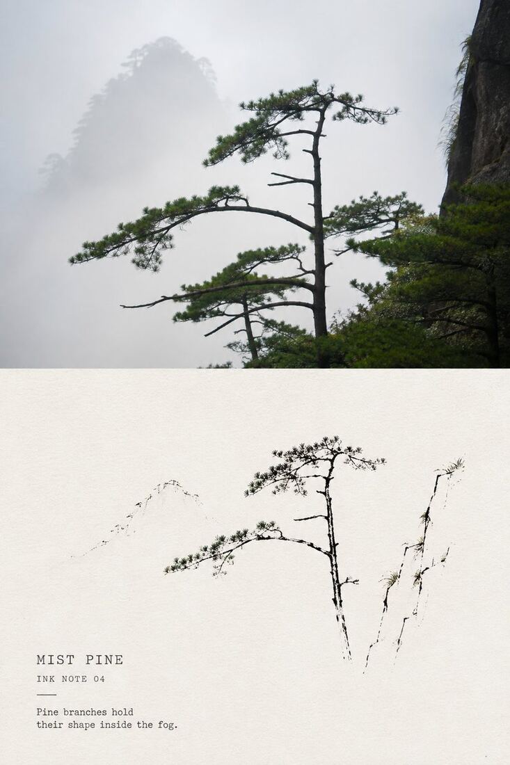 极简墨线小笺：迎客松实拍与写意墨线对照